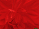 Red Dahlia